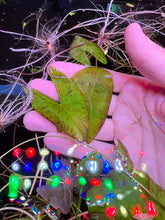 Load image into Gallery viewer, Nymphaea SP. Santarem