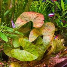 Load image into Gallery viewer, Nymphaea SP. Santarem