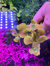 Load image into Gallery viewer, Ludwigia Mato Grosso