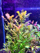 Load image into Gallery viewer, Hygrophila Triflora