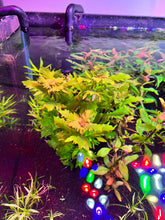 Load image into Gallery viewer, Hygrophila Triflora