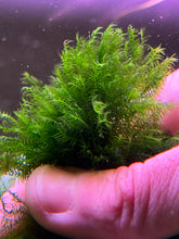 Load image into Gallery viewer, Fissidens SP. Fox