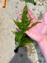 Load image into Gallery viewer, Microsorum (Java Fern) Sunrise