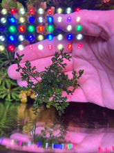 Load image into Gallery viewer, Bolbitus Difformis “Mini Baby Leaf”