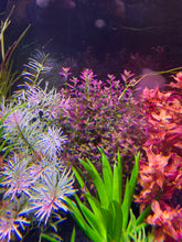 Load image into Gallery viewer, Ludwigia White