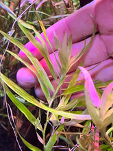 Load image into Gallery viewer, Eichornia Diversifolia