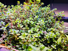 Load image into Gallery viewer, Rotala Blood Red (Original)
