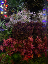 Load image into Gallery viewer, Ludwigia White