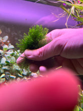 Load image into Gallery viewer, Fissidens SP. Fox