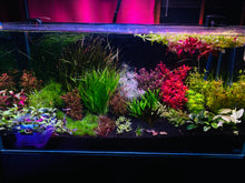 Load image into Gallery viewer, Ludwigia White