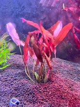 Load image into Gallery viewer, Barclaya Longifolia Red