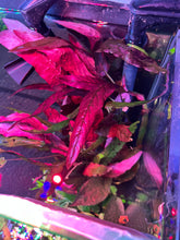 Load image into Gallery viewer, Barclaya Longifolia Red