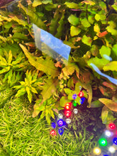 Load image into Gallery viewer, Microsorum (Java Fern) Sunrise