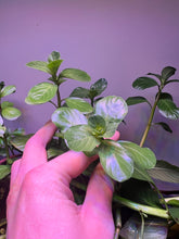 Load image into Gallery viewer, Ludwigia Mato Grosso