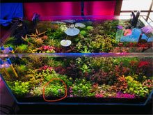 Load image into Gallery viewer, Penthorum Sedoides