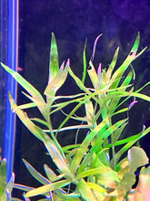 Load image into Gallery viewer, Eichornia Diversifolia