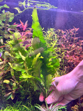 Load image into Gallery viewer, Microsorum (Java Fern) Sunrise