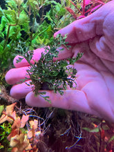 Load image into Gallery viewer, Bolbitus Difformis “Mini Baby Leaf”