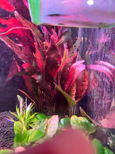 Load image into Gallery viewer, Barclaya Longifolia Red