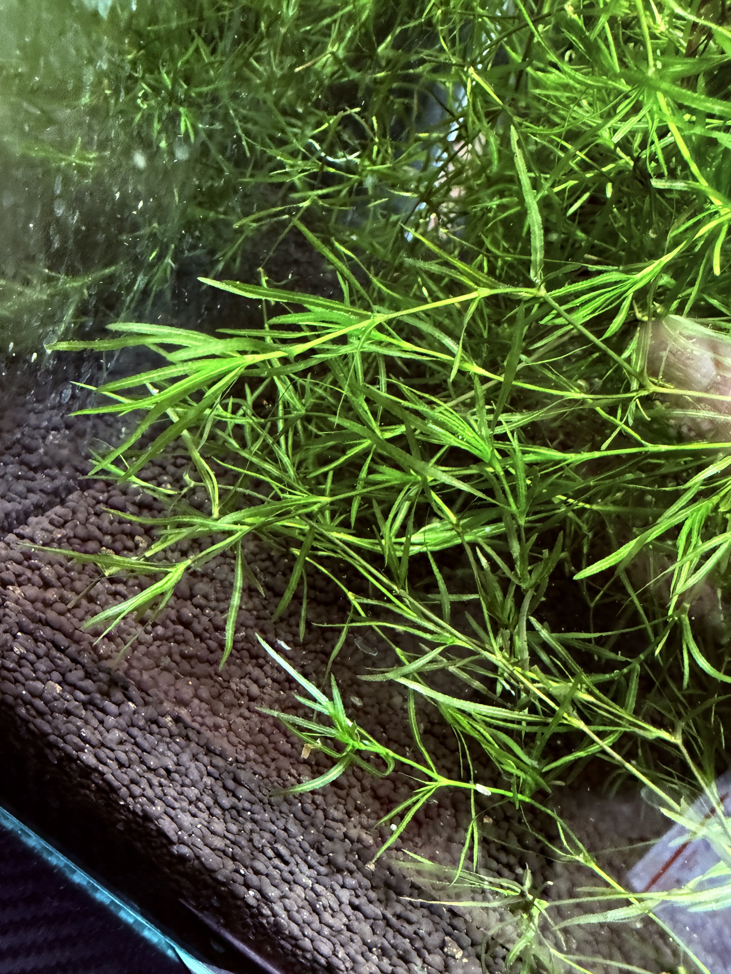 Guppy Grass