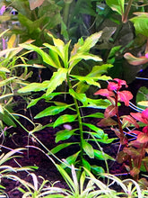 Load image into Gallery viewer, Penthorum Sedoides