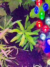 Load image into Gallery viewer, Penthorum Sedoides