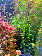 Load image into Gallery viewer, Gratiola Brevifolia