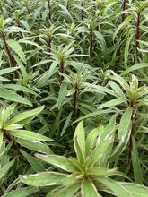 Load image into Gallery viewer, Ludwigia White