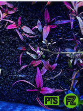 Load image into Gallery viewer, Crypt Flamingo