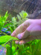 Load image into Gallery viewer, Ultricularia Aurea