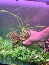 Load image into Gallery viewer, Crinum Calimistratum