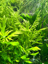 Load image into Gallery viewer, Water Wisteria