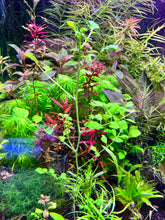 Load image into Gallery viewer, “Carolina” Bittercress