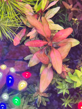 Load image into Gallery viewer, Alternathera Ocipus