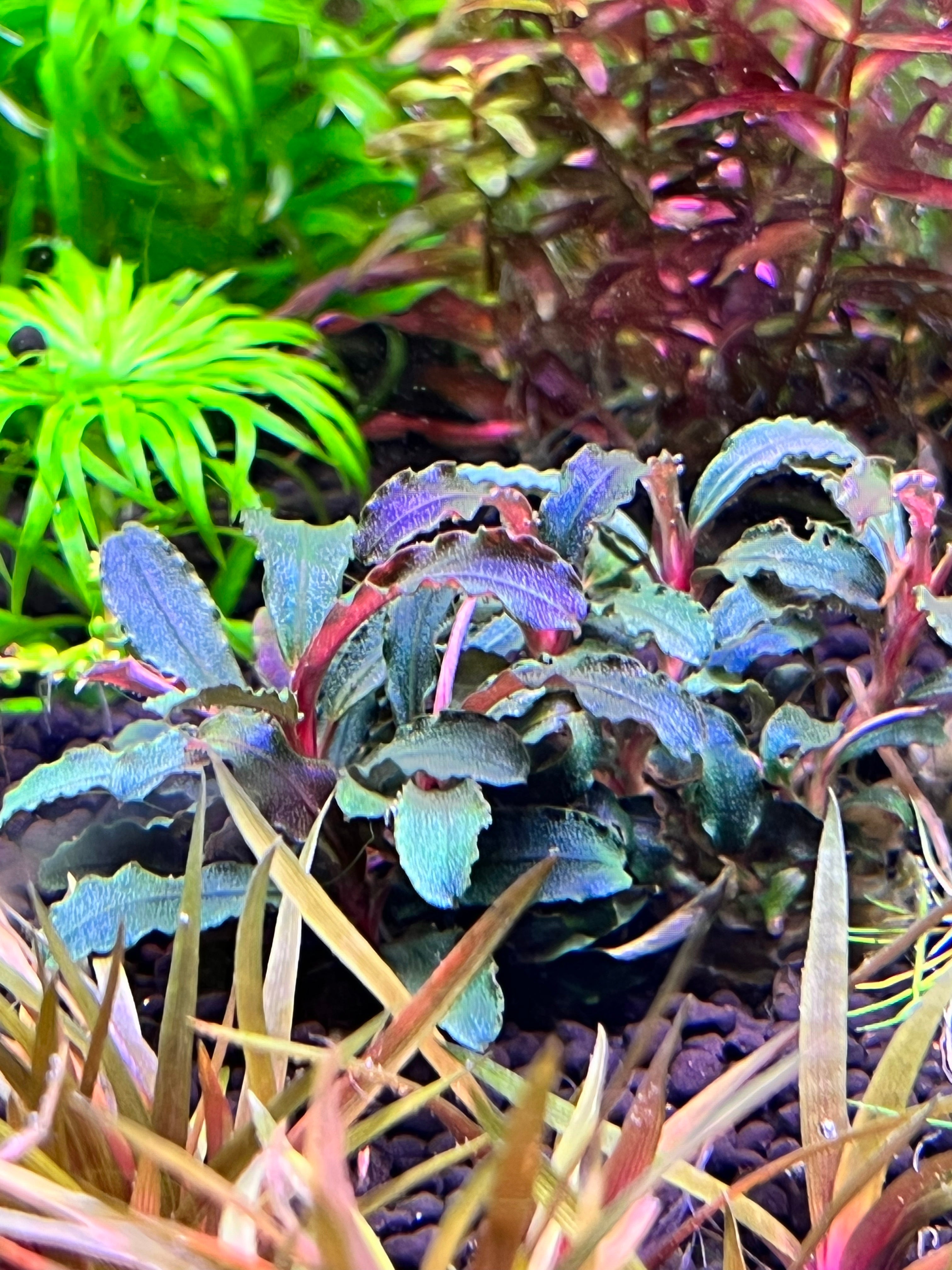 Bucephalandra Brownie Purple