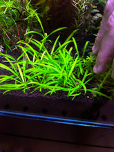 Load image into Gallery viewer, Ranalisma Rostratum