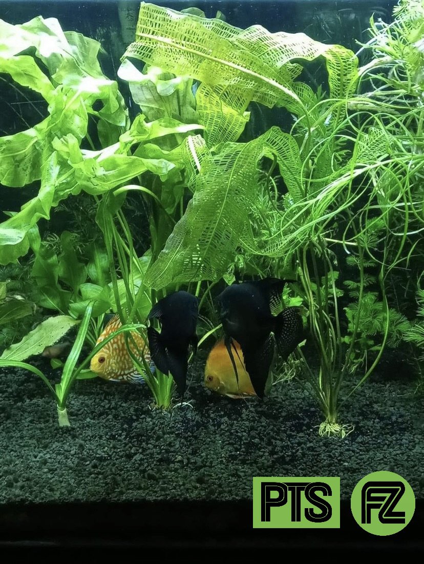 Madagascar Lace – Plantedtanksupply