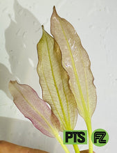 Load image into Gallery viewer, Oriental Sword