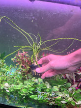 Load image into Gallery viewer, Crinum Calimistratum