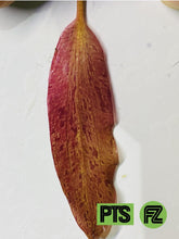 Load image into Gallery viewer, Red Flame sword