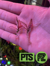 Load image into Gallery viewer, Crypt Flamingo