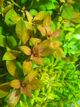 Load image into Gallery viewer, Ludwigia Glandulosa X Repens