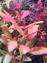 Load image into Gallery viewer, Alternathera Ocipus