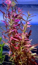 Load image into Gallery viewer, Rotala Blood Red (Singapore)
