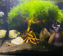 Load image into Gallery viewer, Subwassertang