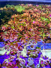Load image into Gallery viewer, Rotala Blood Red (Original)