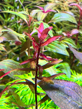 Load image into Gallery viewer, Rotala Blood Red (Singapore)
