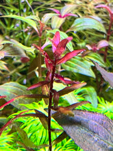 Load image into Gallery viewer, Rotala Blood Red (Singapore)