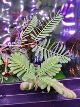 Load image into Gallery viewer, Sensitive Plant