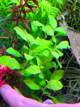 Load image into Gallery viewer, Nelsonia Canescens